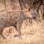 Photo Victoria Falls