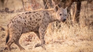 Photo Victoria Falls