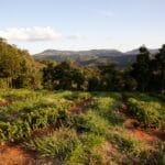 Photo Coffee plantation