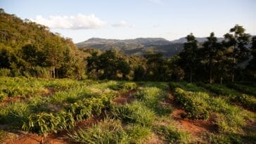 Photo Coffee plantation