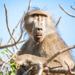 Photo Wildlife safari