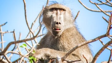 Photo Wildlife safari