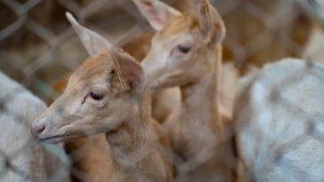 Photo Wildlife encounter