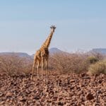 Photo Wildlife viewing