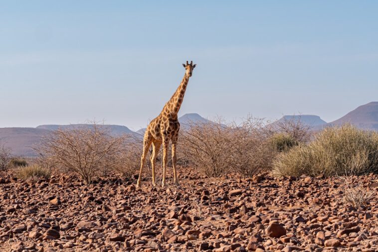Photo Wildlife viewing