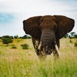 Photo Serengeti wildlife