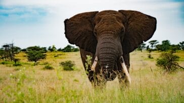 Photo Serengeti wildlife