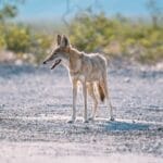 Photo Coyote howling