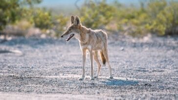 Photo Coyote howling