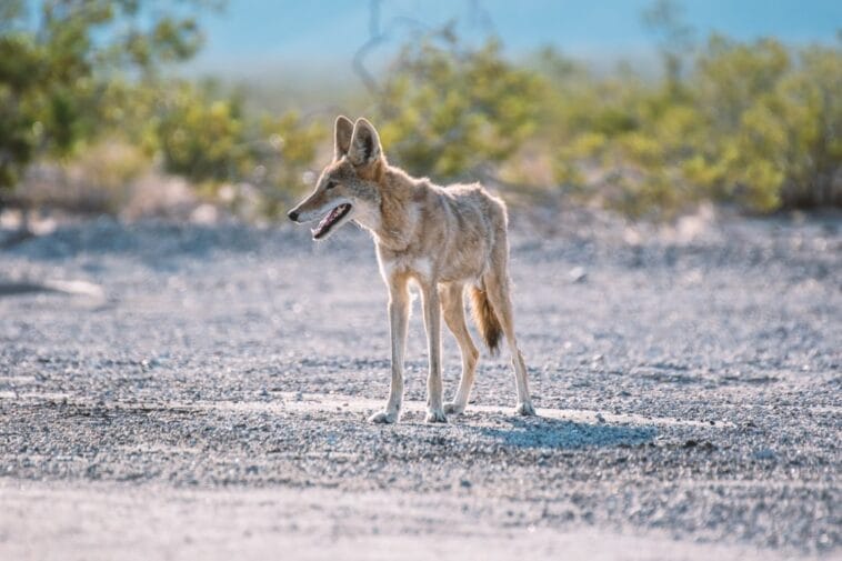 Photo Coyote howling
