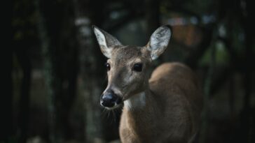 Photo Wildlife encounter