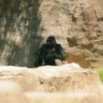 Photo Safari animals