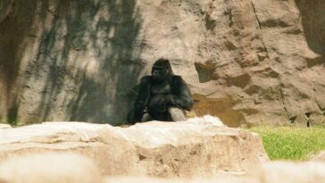 Photo Safari animals