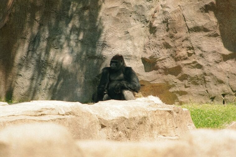 Photo Safari animals