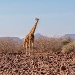 Photo Wildlife viewing