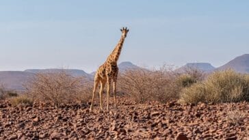 Photo Wildlife viewing