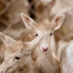 Photo Wildlife encounter