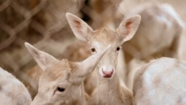 Photo Wildlife encounter