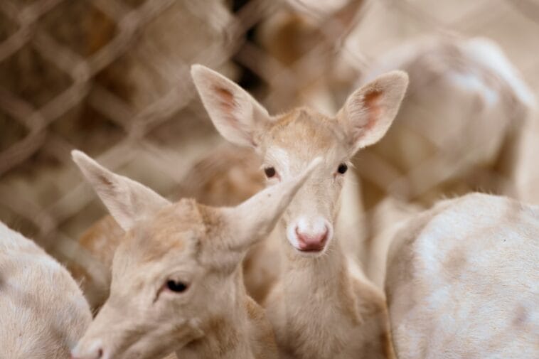 Photo Wildlife encounter