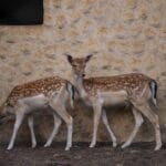 Photo Wildlife encounter