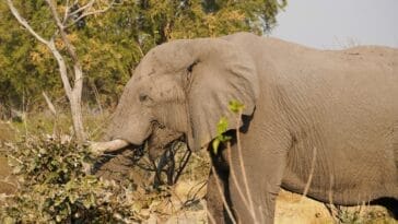 Photo Wildlife encounter