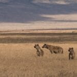 Photo Safari adventure