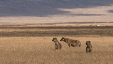 Photo Safari adventure