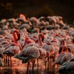 Photo Wildlife safari