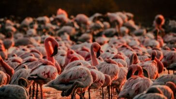 Photo Wildlife safari