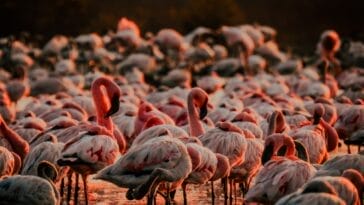 Photo Wildlife safari