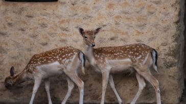 Photo Wildlife encounter