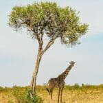 Photo Wildlife safari