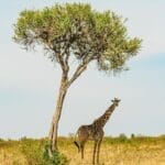 Photo Wildlife safari