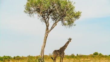 Photo Wildlife safari