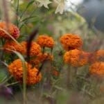 Photo Vibrant blooms