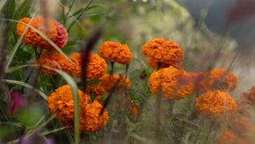 Photo Vibrant blooms