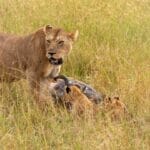 Photo Serengeti Safari