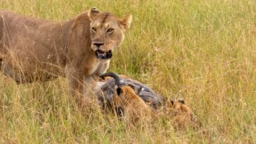Photo Serengeti Safari