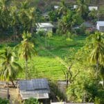 Photo Lush vegetation