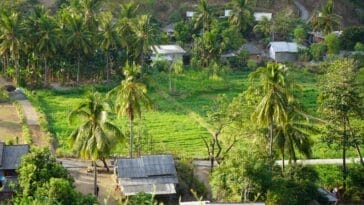 Photo Lush vegetation