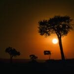 Photo Serengeti sunset