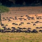 Photo Serengeti Suite