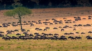 Photo Serengeti Suite