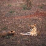 Photo Wildlife encounter