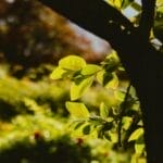 Photo Vibrant flowers