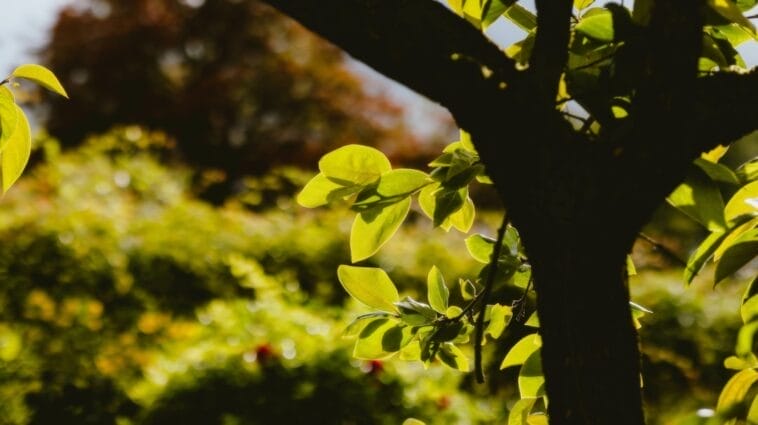 Photo Vibrant flowers