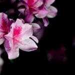 Photo Vibrant blooms