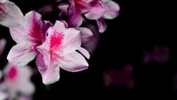 Photo Vibrant blooms