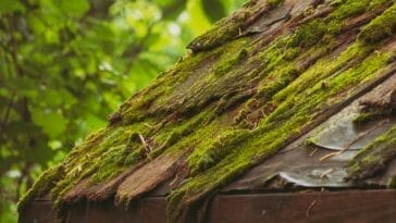 Photo Carthage Ruins