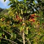Photo Coffee plantation